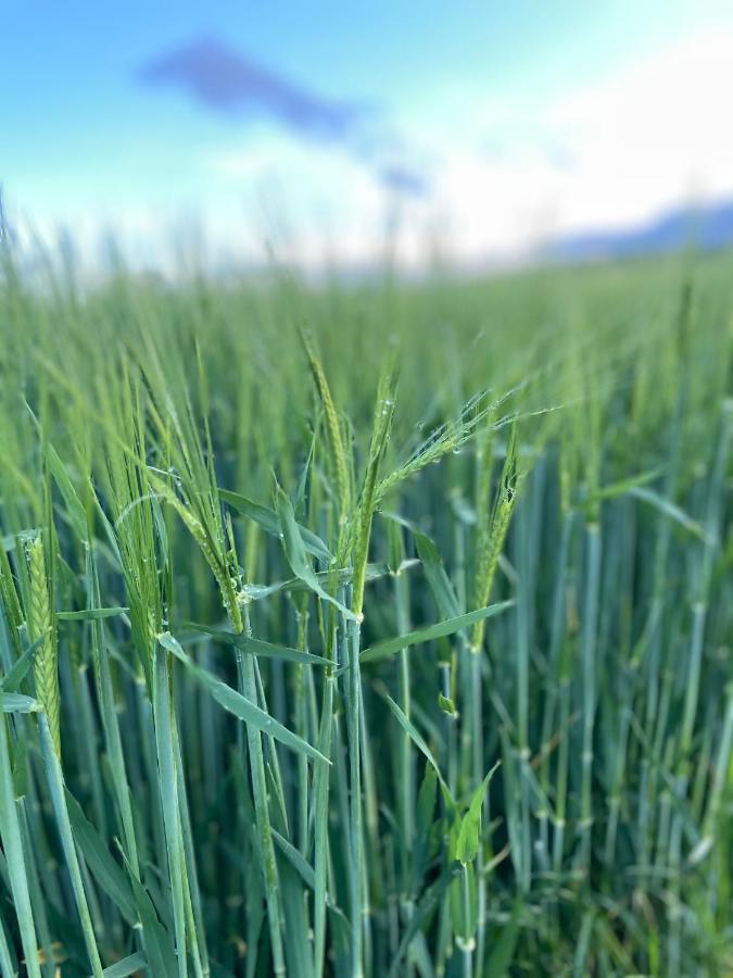 Ferienwohnungen Lausbuben & Zicken - Im Gruenen Herzen Deutschlands Herleshausen Exteriör bild